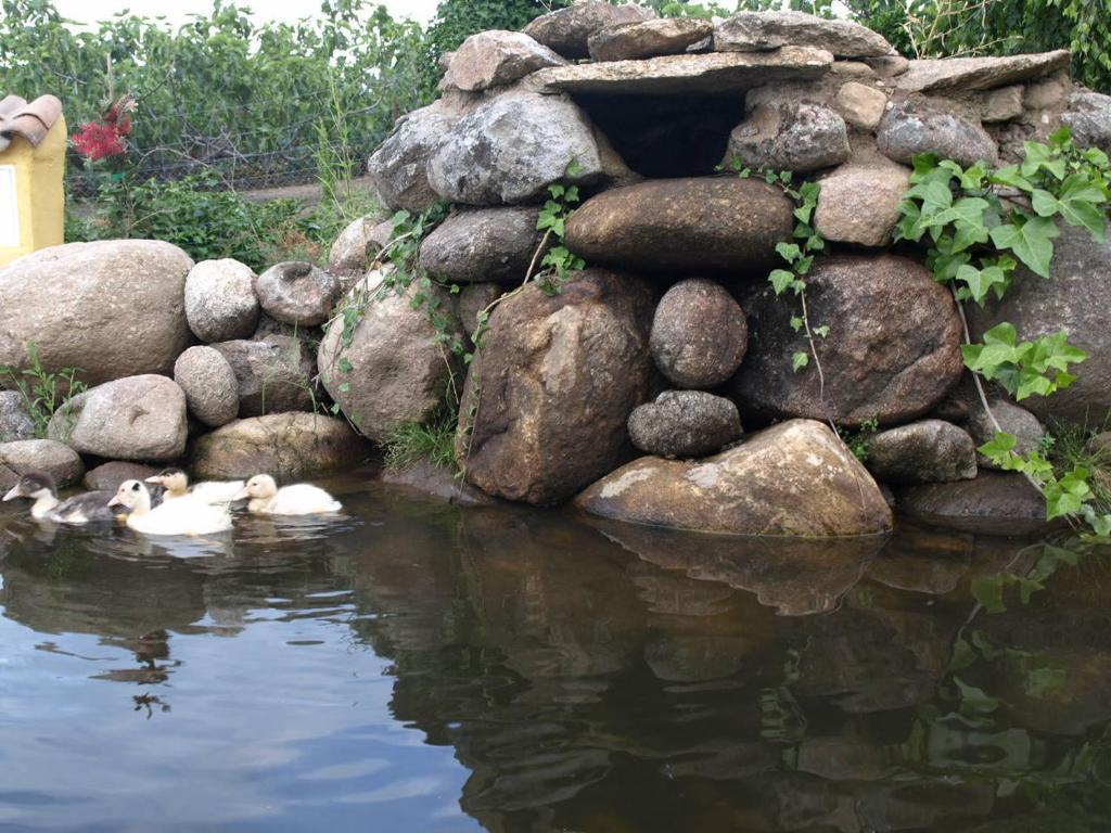 Casas Rurales Las Praderas Affittacamere Poyales Del Hoyo Esterno foto